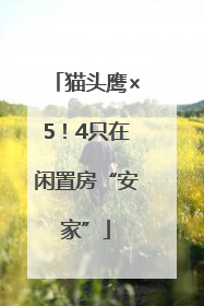 猫头鹰×5！4只在闲置房“安家”